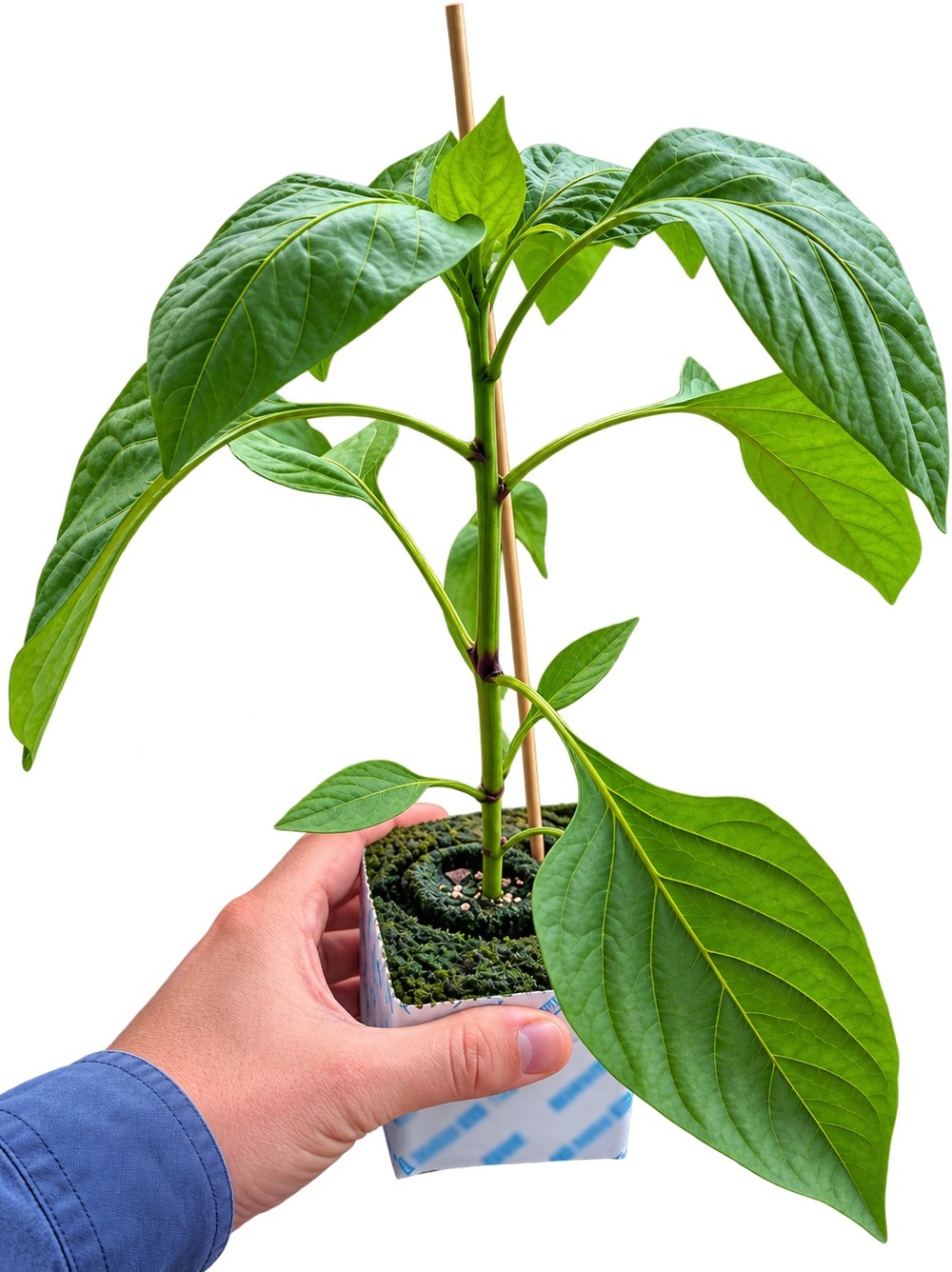 Advanced Capsicums