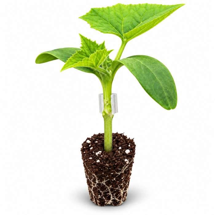 Graft ’n Grow grafted cucumber seedling