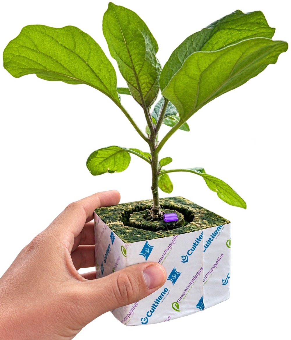Grafted Advanced Eggplant