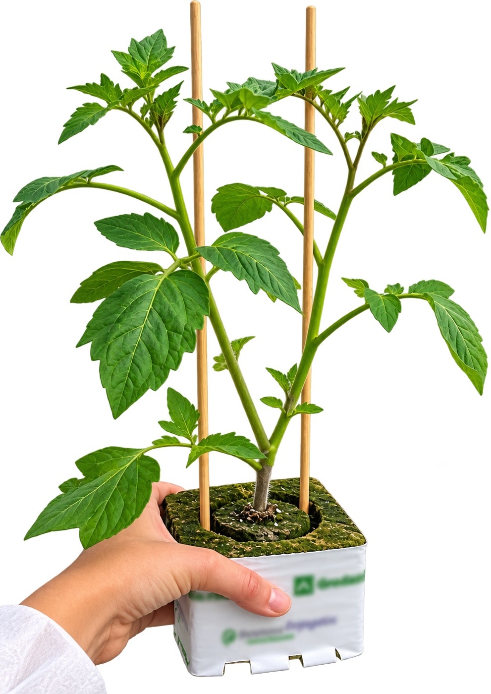 Grafted Advanced Tomatoes
