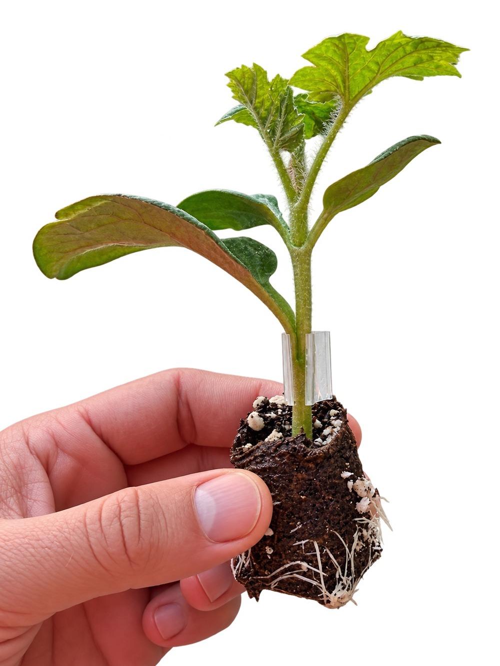 Grafted Watermelon