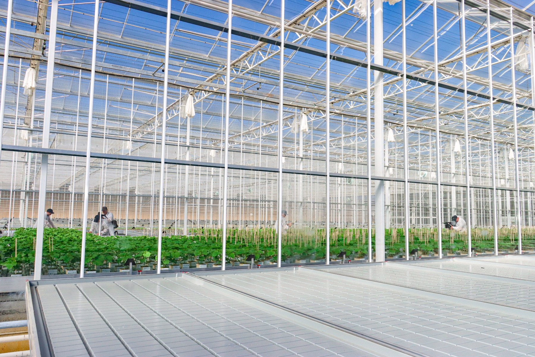 Mobile growing benches inside the Provenance glasshouse