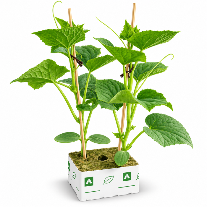 Pick ’em Quick advanced cucumber plants in rockwool