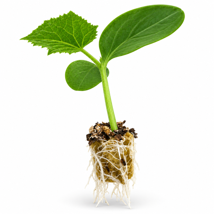PP Plug cucumber seedling