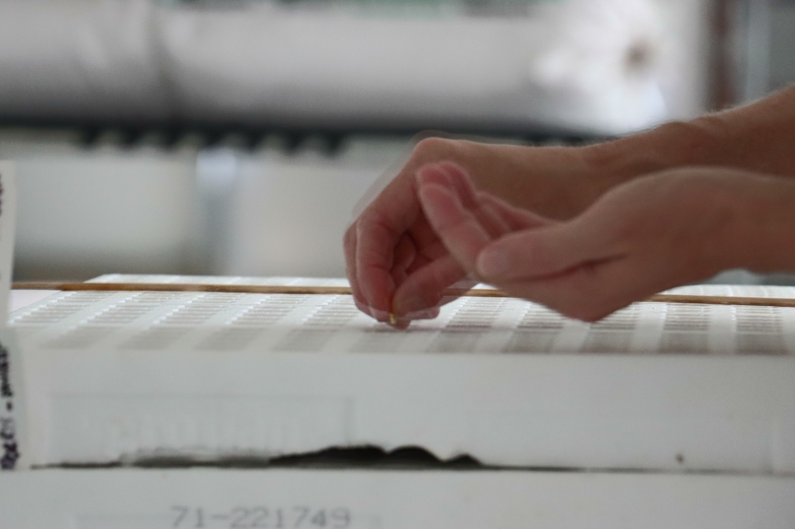 Seeds being placed into a propagation tray